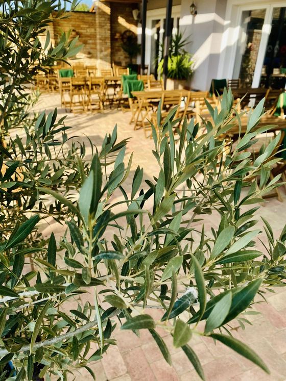 Esküvői és rendezvényhelyszín Ságváron, mediterrán parkosított udvarral (13. kép)